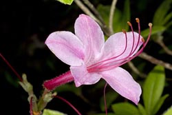 rhododendron prinophyllum thumbnail graphic